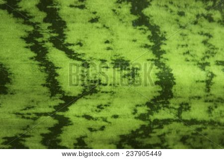 Green Nature Texture, Close Up. Blurred Nature Background. Sanseurera Close - Up. Green Leaf Texture