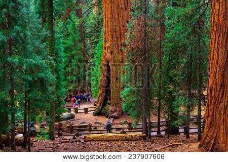 Sequoia National Park, California, Usa - January 4, 2018 : Group Of Tourists By The General Sherman 