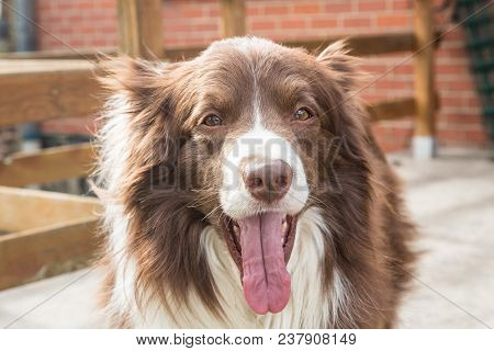 Portrait Of A Border Collie Dog Outdoors In Belgium