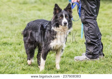 Portrait Of A Border Collie Dog Outdoors In Belgium