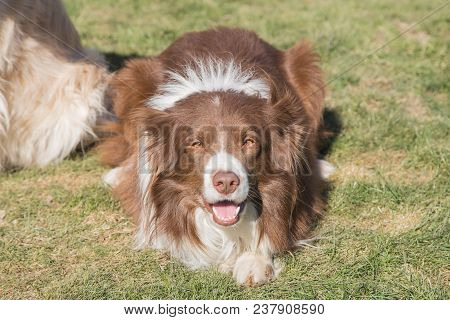 Portrait Of A Border Collie Dog Outdoors In Belgium