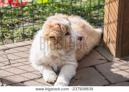 Portrait Of A Border Collie Dog Outdoors In Belgium