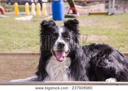 Portrait Of A Border Collie Dog Outdoors In Belgium
