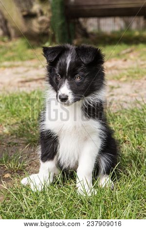 Portrait Of A Border Collie Dog Outdoors In Belgium