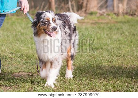 Portrait Of A Border Collie Dog Outdoors In Belgium