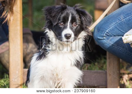 Portrait Of A Border Collie Dog Outdoors In Belgium