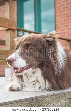 Portrait Of A Border Collie Dog Outdoors In Belgium