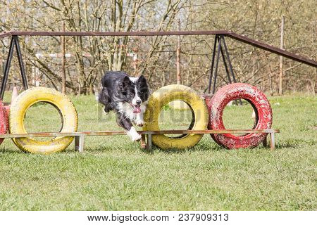 Portrait Of A Border Collie Dog Outdoors In Belgium