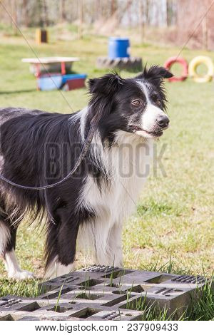 Portrait Of A Border Collie Dog Outdoors In Belgium