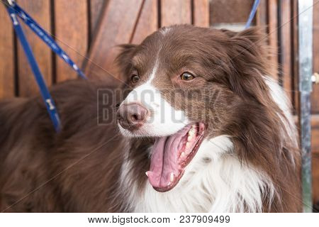 Portrait Of A Border Collie Dog Outdoors In Belgium