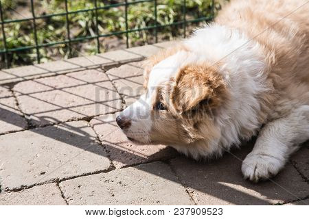 Portrait Of A Border Collie Dog Outdoors In Belgium