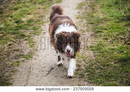 Portrait Of A Border Collie Dog Outdoors In Belgium