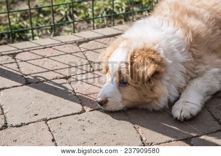 Portrait Of A Border Collie Dog Outdoors In Belgium