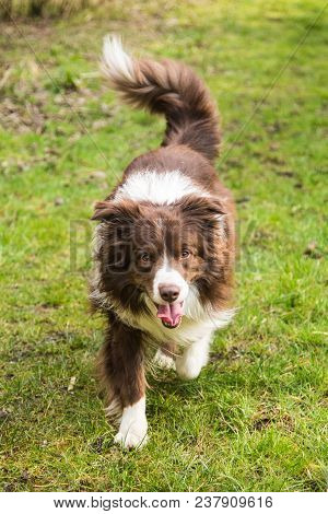Portrait Of A Border Collie Dog Outdoors In Belgium