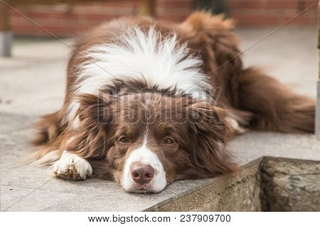 Portrait Of A Border Collie Dog Outdoors In Belgium