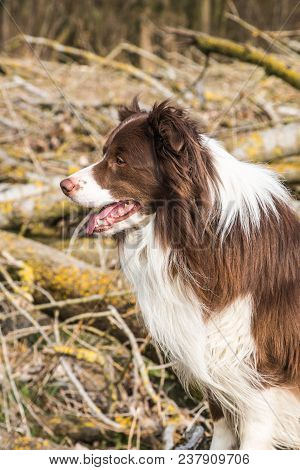 Portrait Of A Border Collie Dog Outdoors In Belgium