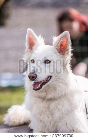 Portrait Of A Border Collie Dog Outdoors In Belgium