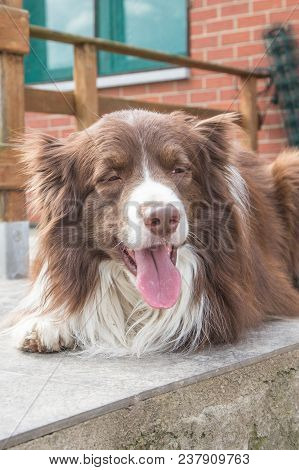 Portrait Of A Border Collie Dog Outdoors In Belgium