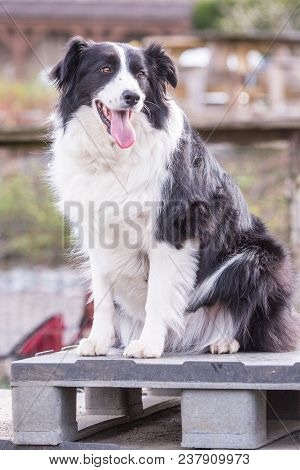 Portrait Of A Border Collie Dog Outdoors In Belgium