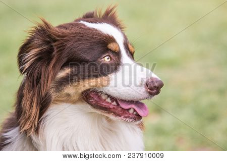 Portrait Of A Border Collie Dog Outdoors In Belgium