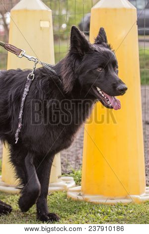 Portrait Of A Beauceron Dog Outdoors On A Field Of Obedience In Belgium