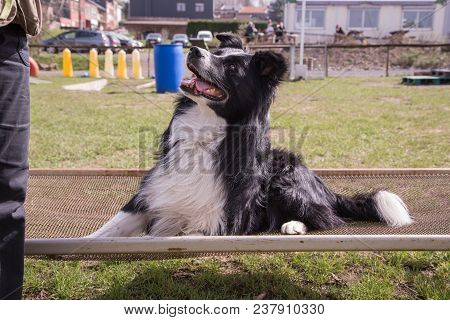 Portrait Of A Beauceron Dog Outdoors On A Field Of Obedience In Belgium