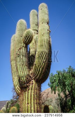 Giant Cactus Close-up In The Tilcara Quebrada Moutains, Argentina