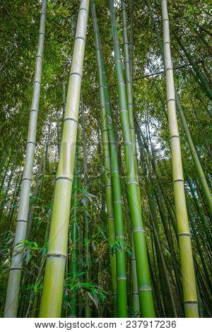Arashiyama Bamboo Forest In Sagano, Kyoto, Japan