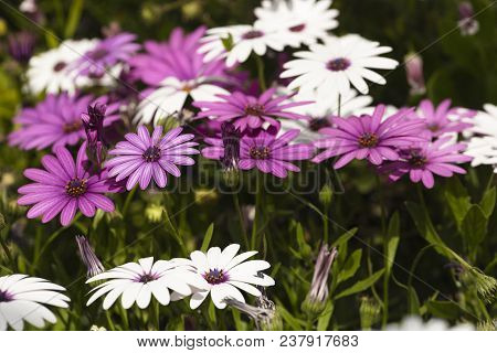 Flower Group Osteospermum Is A Genus That Belongs To The Calenduleae Tribe.