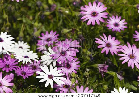 Flower Group Osteospermum Is A Genus That Belongs To The Calenduleae Tribe.