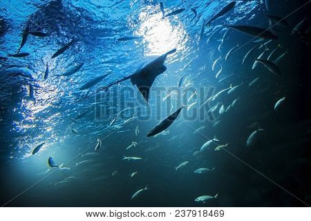 Batoidea Swimming With Other Fishes Under The Sea. Manta Silhouette In Light Rays