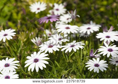 Flower Group Osteospermum Is A Genus That Belongs To The Calenduleae Tribe.