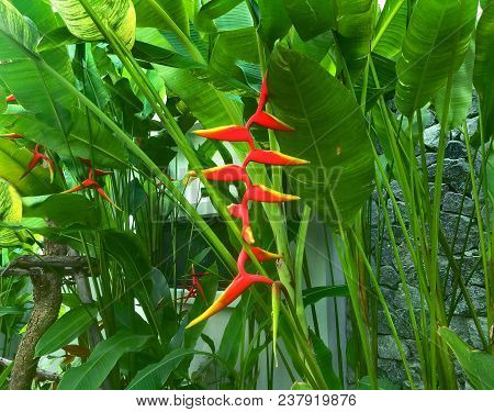 Heliconia Rostrata Against The Background Of Leaves, Heliconia Ceae. Thailand