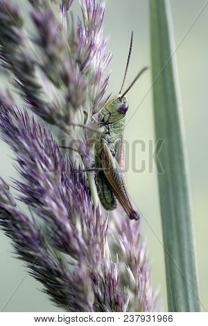 Small Locust Sits On Plant, Green Blurred Background