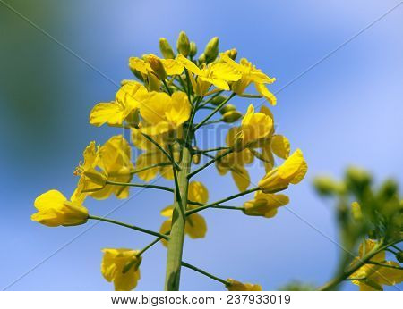Detail Of Flowering Rapeseed Canola Or Colza In Latin Brassica Napus, Plant For Green Energy And Oil