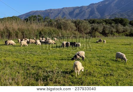 A Herd Of Sheep Grazing On A Mountain Meadow With Green Grass On A Sunny Spring Evening