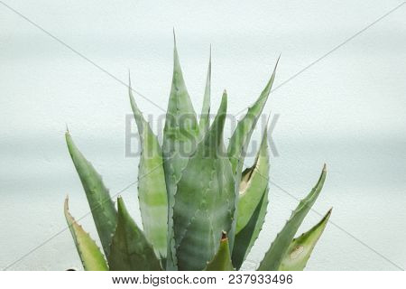 Sabila On White Background