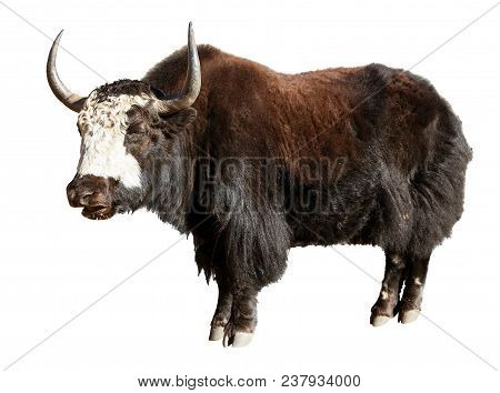 Black And White Yak (bos Grunniens Or Bos Mutus) Isolated On White Background