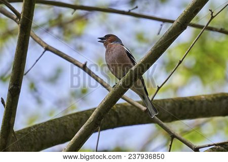 Cute Finch Fringilla Coelebs Bird On Tree