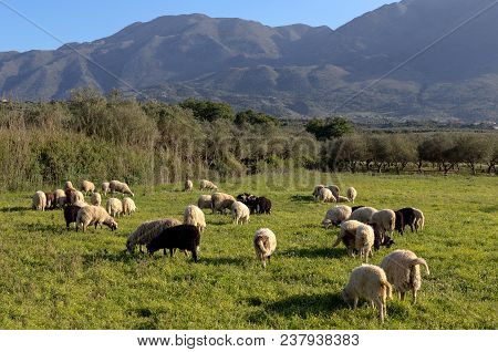 A Herd Of Sheep Grazing On A Mountain Meadow With Green Grass On A Sunny Spring Evening