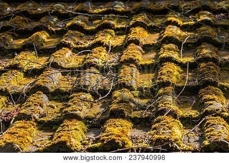 Mossy Roof Of A Hovel In The Garden
