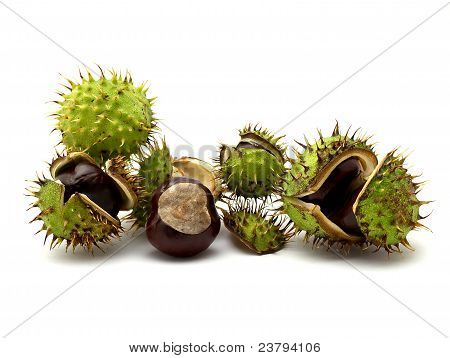 chestnuts ที่แยกต่างหากใน beckground สีขาว
