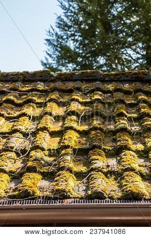 Mossy Roof Of A Hovel In The Garden
