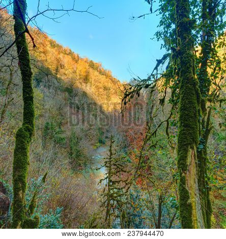 Landscape Of Thicket And Canyon In Yew And Box-tree Grove In Sunny Autumn Day, Sochi, Russia