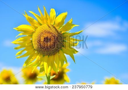 Summer Landscape With A Field Of Blooming Sunflowers.