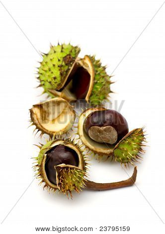 chestnuts ที่แยกต่างหากใน beckground สีขาว