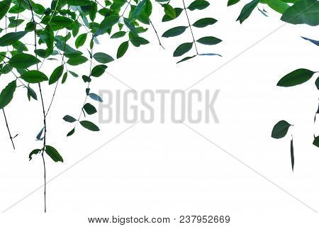 Close Up Tropical Trees Leaf Hanging From Branches In The Botanical Garden On White Isolated Backgro