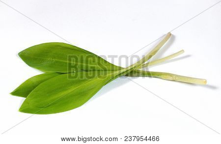Ramsons, Buckrams, Wild Garlic On A White Background