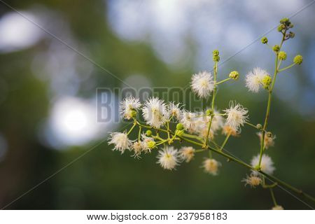 One Beautiful Flowers Dandelion In The Park