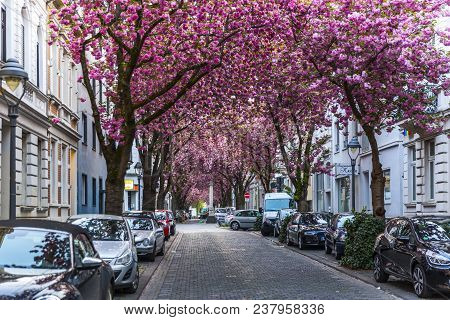 Bonn, Germany - April 21, 2018: Heerstrasse Or Cherry Blossom Avenue During Peak Of Sakura Blossom I